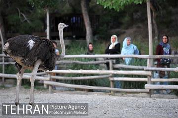 باغ پرندگان تهران 75