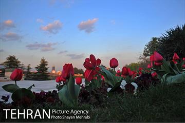 برج میلاد میزبان لاله های بهاری و تخم مرغ های رنگی 26