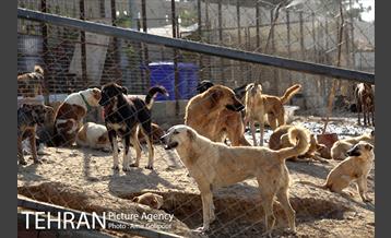 بازدید پیروز حناچی شهردار تهران از دهکده مهربانی 10