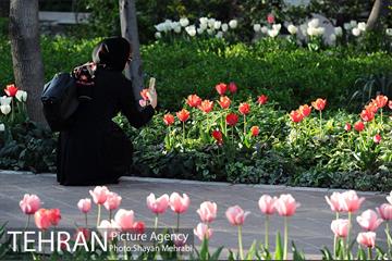 رویش گل های لاله در باغ ایرانی 44