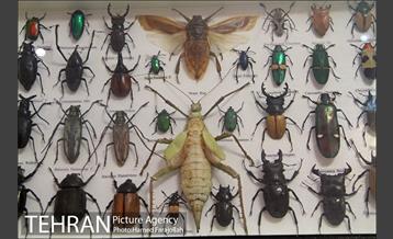 موزه آثار طبیعی و حیات وحش هفت چنار 13