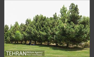 بوستان پردیس بانوان 9