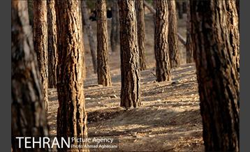 پارک جنگلی چیتگر 28