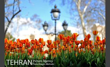 رویش گل های لاله در پارک ملت 23