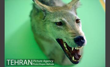 موزه حیات وحش هفت چنار 17