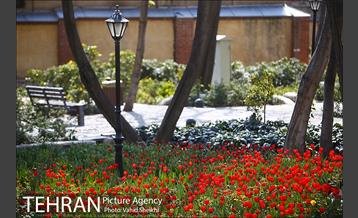 رویش گل های لاله در باغ ایرانی 15