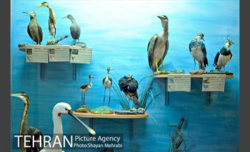 موزه حیات وحش هفت چنار 15