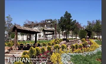 لاله های باغ راه فدک  10