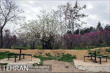 طبیعت بهاری بوستان سرخه حصار‎ 6