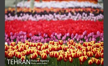 هفتمین سالگرد رویداد جذاب و دیدنی "پیاده راه لاله برای مادران" 4