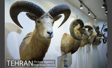 موزه طبیعت و حیات وحش دارآباد تهران 4