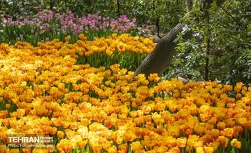 لاله های باغ ایرانی 29