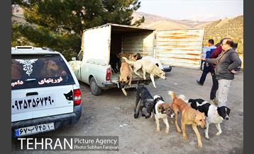 رهاسازی 150 قلاده سگ بدون صاحب  25