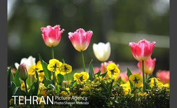 رویش گل های لاله در پارک شهر 27