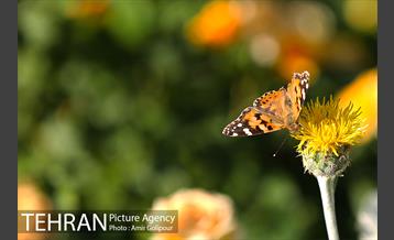 پرواز پروانه ها در شهر 8