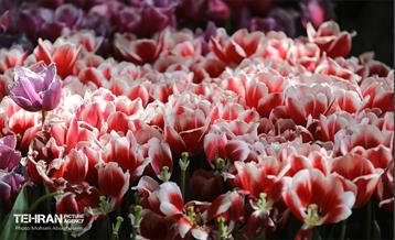 بازدید اصحاب رسانه از باغ ایرانی 11