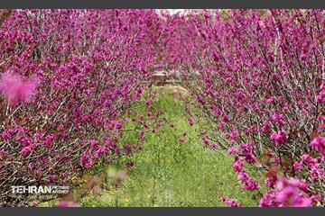 بهار ارغوانی 24