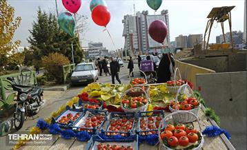 پنجمین جشنواره خرمالوی کن 1