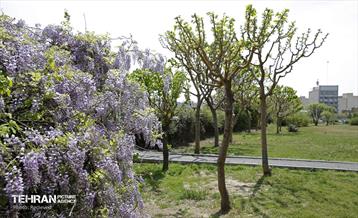 هوای بهاری منطقه 5 5