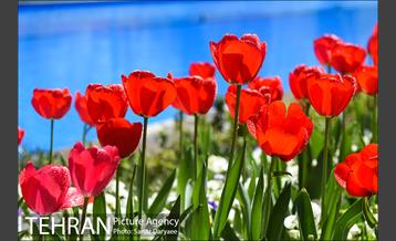 رویش لاله ها در پارک شهر 10