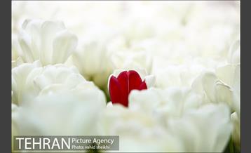 پیاده راه لاله برای مادران 22