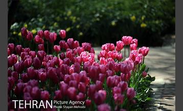 رویش گل های لاله در باغ ایرانی 16