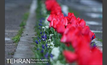 جشنواره لاله‌ها در بوستان زندگی محله هرندی 9