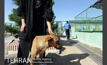 نقاهتگاه سگ های بدون صاحب واقع در آراد کوه 49