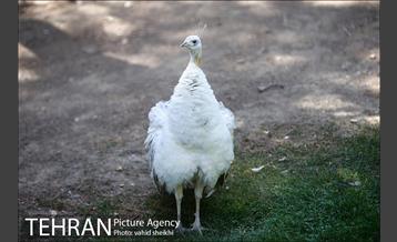 موزه طبیعت و حیات وحش دارآباد 2