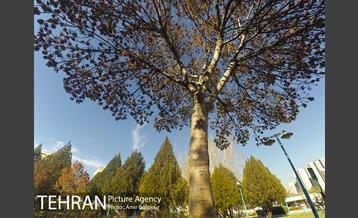 بوستان باغ نو 13