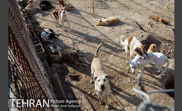 بازدید پیروز حناچی شهردار تهران از دهکده مهربانی 1