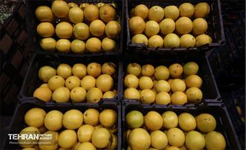 تره‌بار یلدایی 71