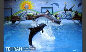 دلفیناریوم برج میلاد 6