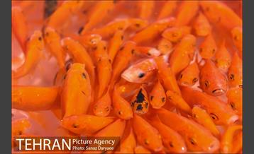 بازار گل شهید محلاتی در آستانه نوروز 35