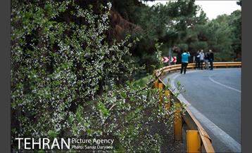 طبیعت بهاری پارک جنگلی لویزان‎  24