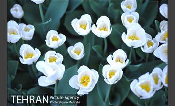 رویش گل های لاله در بوستان ملت 44