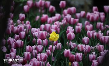 به وقت اردیبهشت؛ باغ ایرانی 18