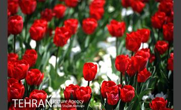 رویش گل های لاله در بوستان گفتگو 23