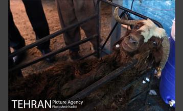 مراکز عرضه بهداشتی دام زنده 8