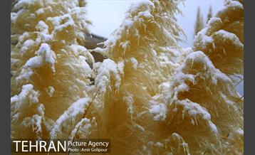 بارش پاییزی برف در ارتفاعات بوستان کوهستانی آبشار تهران‎ 31