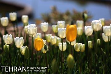 باغ گل لاله های ایرانی در بوستان آبشار تهران‎ 11