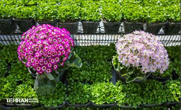 بازار تجریش در آستانه نوروز 3