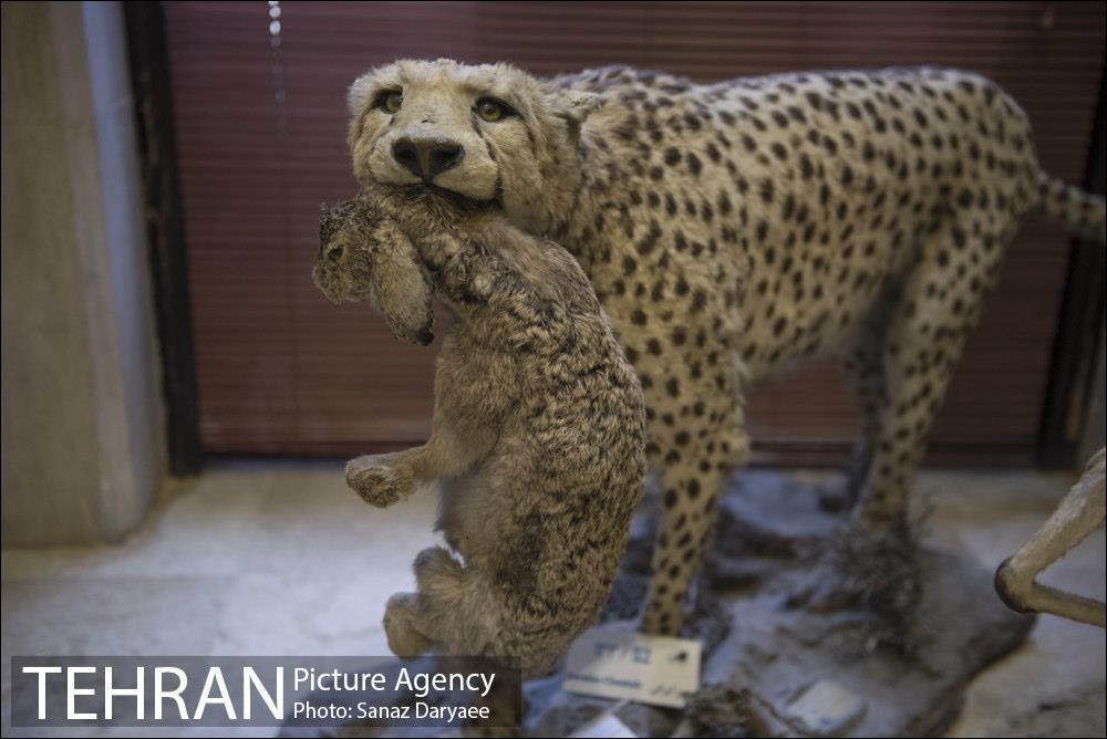 موزه طبیعت و حیات وحش ایران دارآباد‎ 1