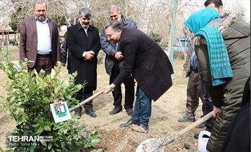 غرس ۱۱۰۰ نهال در منطقه ۱۱ 34