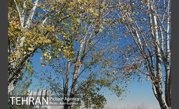 بوستان باغ نو 8