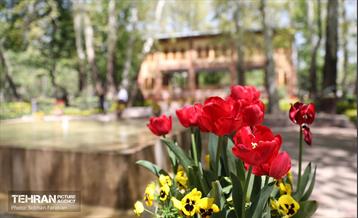 باغ ایرانی میزبان لاله‌ها 54