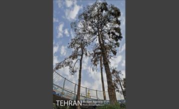 چهره جدید میدان بازار دوم نازی آباد 15