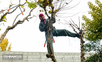 هرس درختان در منطقه 5