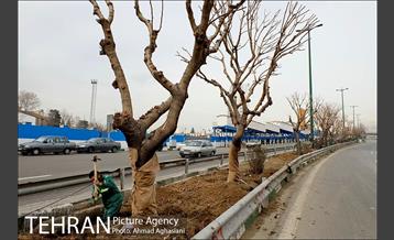 تلاش ویژه شهرداری برای نجات زندگی حدود یکصد درخت اتوبان نیایش 8