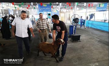 مرکز عرضه دام بهداشتی به مناسبت عید قربان 49